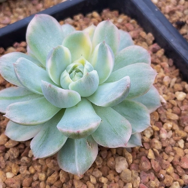 草莓蛋糕锦一物一拍