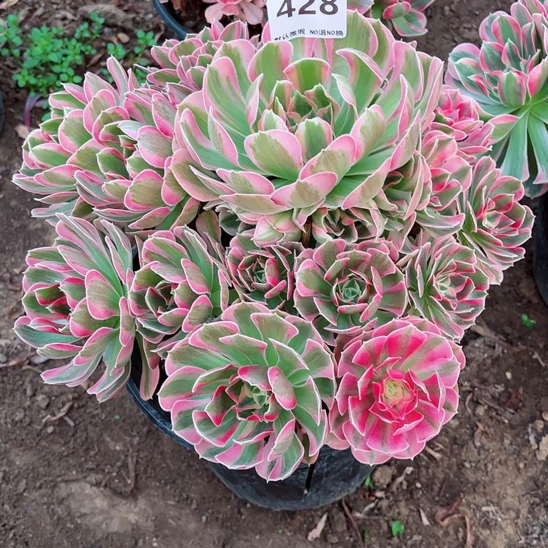 无花朵多肉植物428