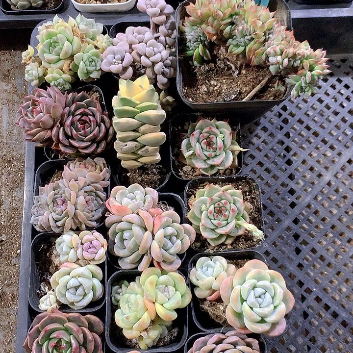 26号多肉植物园艺