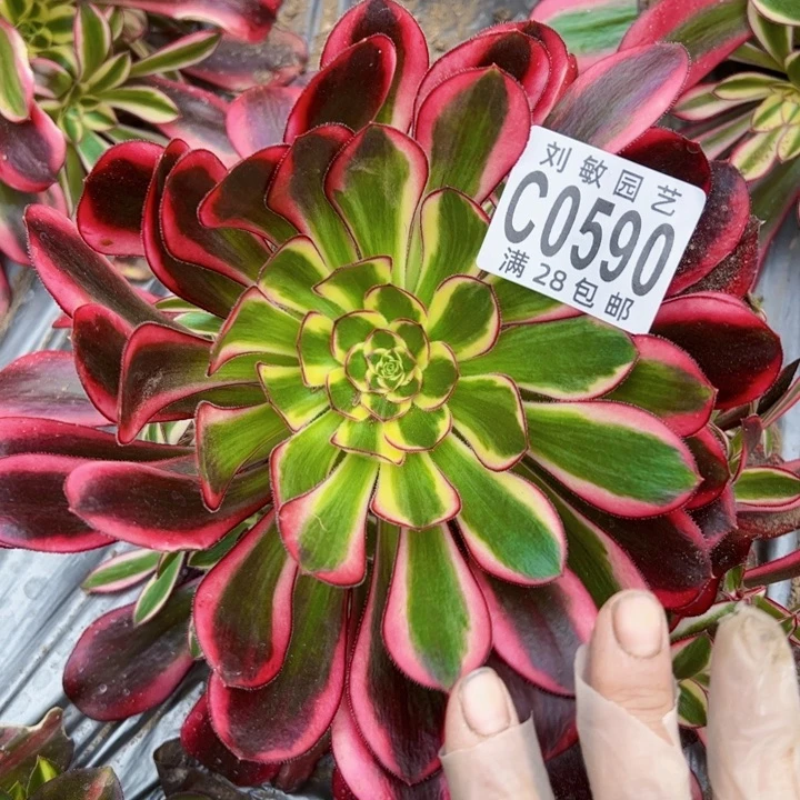 0590冰淇淋锦多肉植物法师