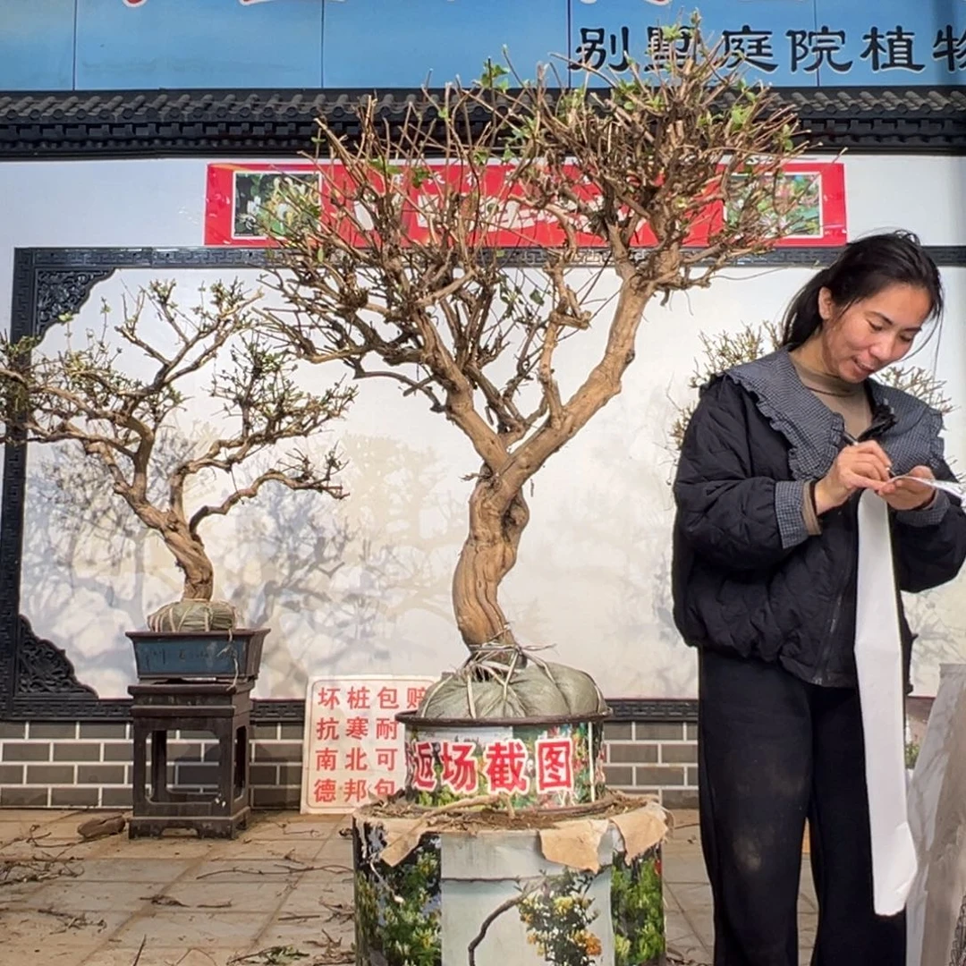 无花朵金银花558858888