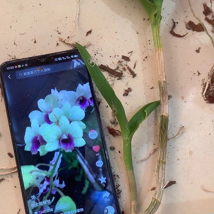 当前无花栽培后可以开花克里斯汀一苗带一芽苗干，要求高勿拍