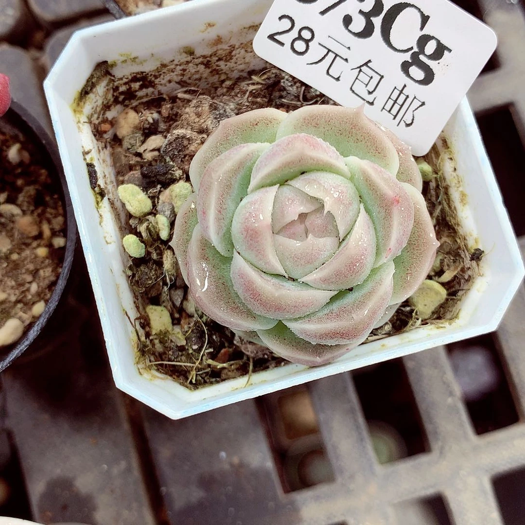 5厘米盆精控多肉373