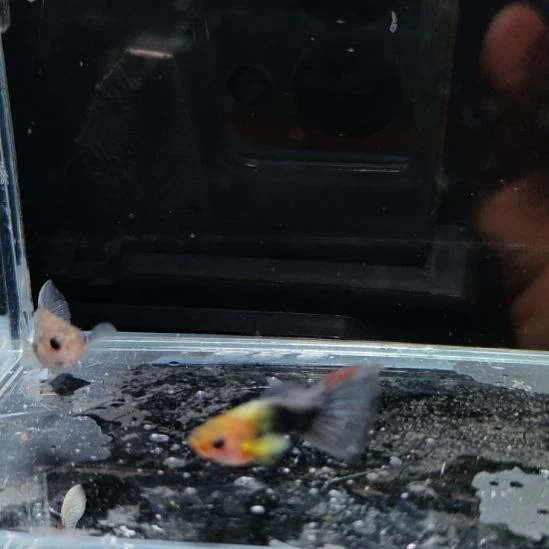 孔雀鱼黄肉玻璃猫一对