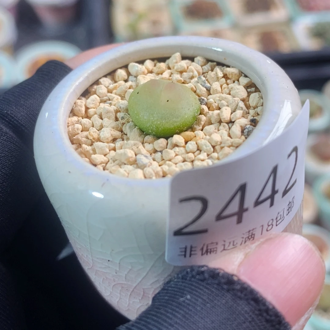 2442-一物一拍带盆