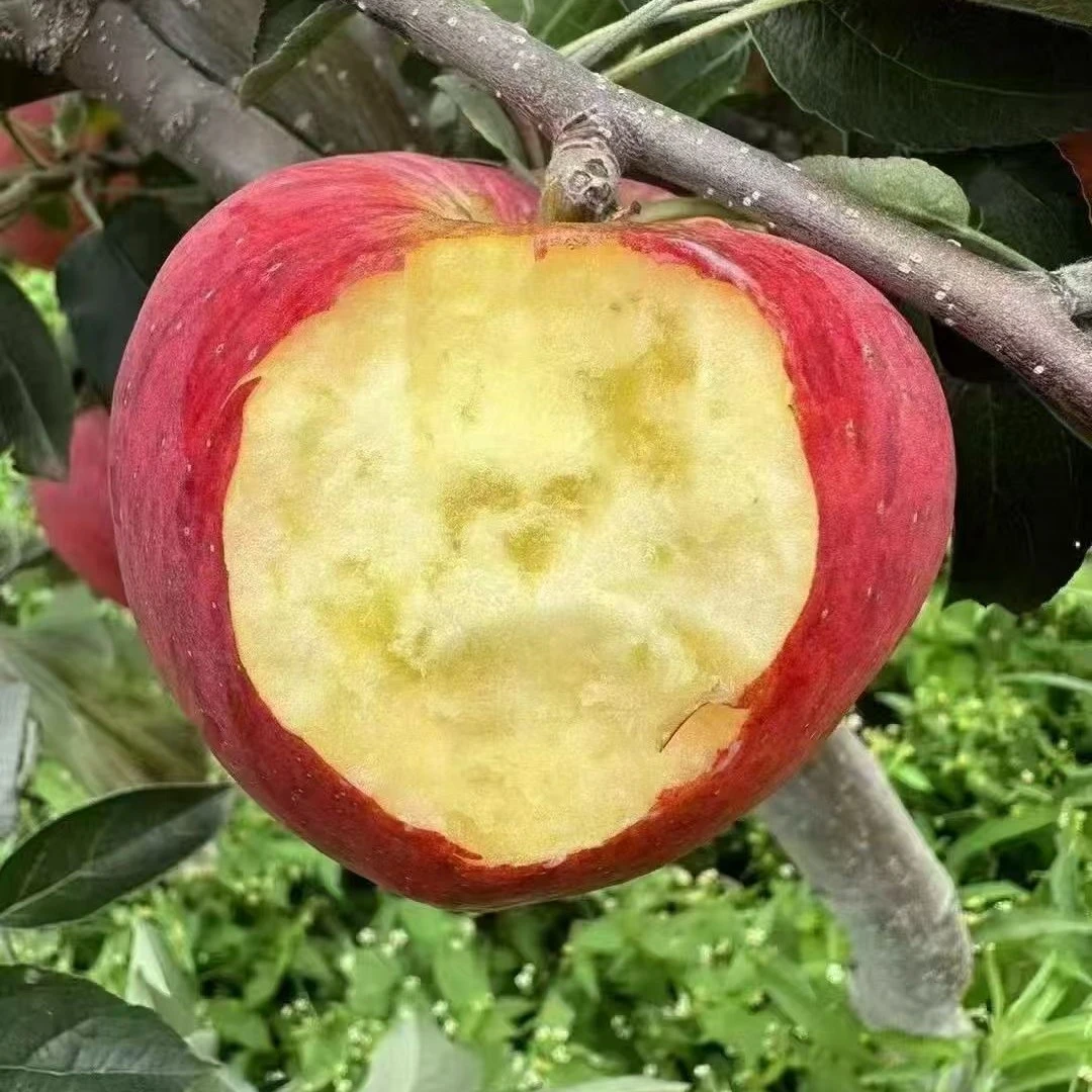 正宗2025云南昭通红露冰糖心丑苹果新鲜水果现摘高原丑苹果