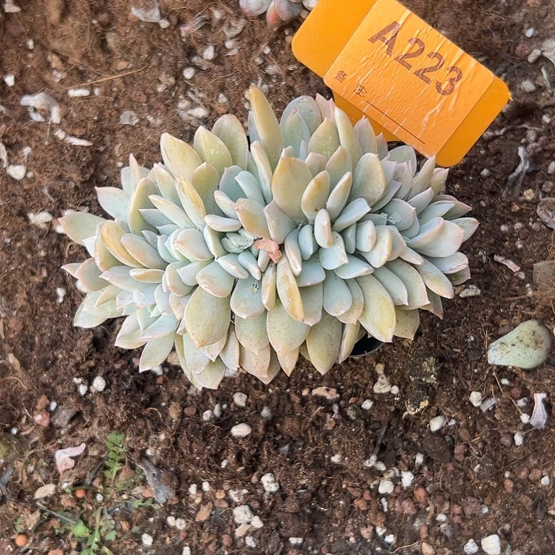 小***志多肉植物一物一拍