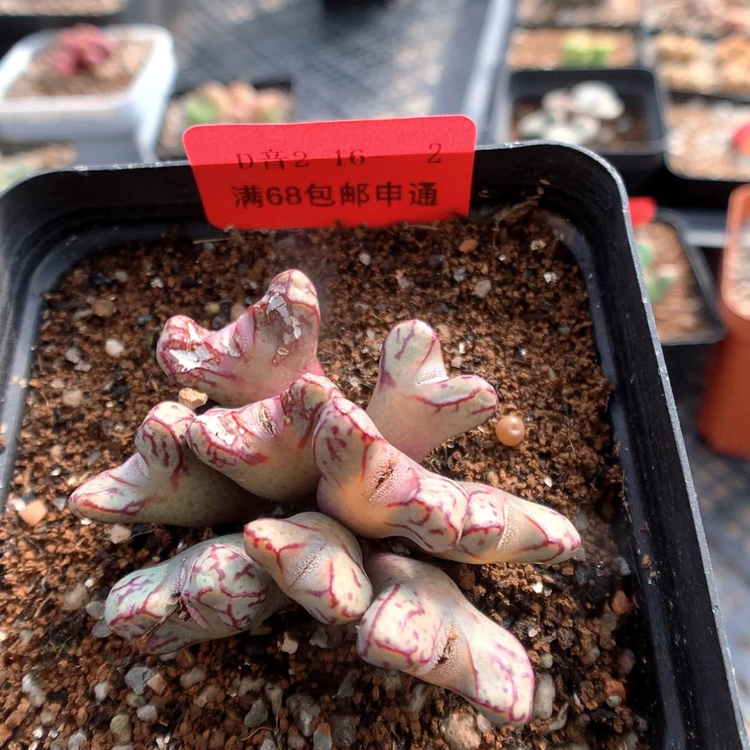 【闪购商品】2-16-2 超级小t一群 50虾