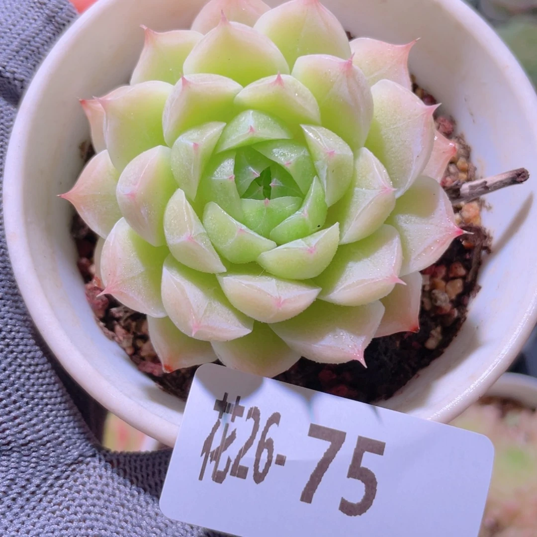 花利美26-75麦秆