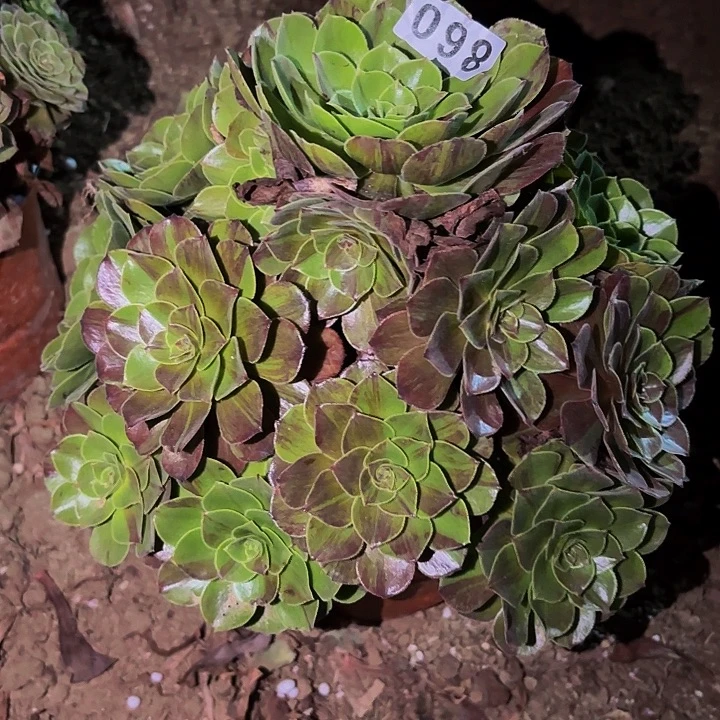860花月夜多肉植物不售后