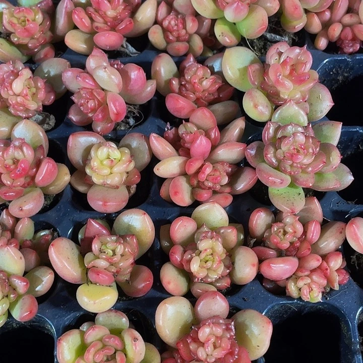 小苹果花1元带土发