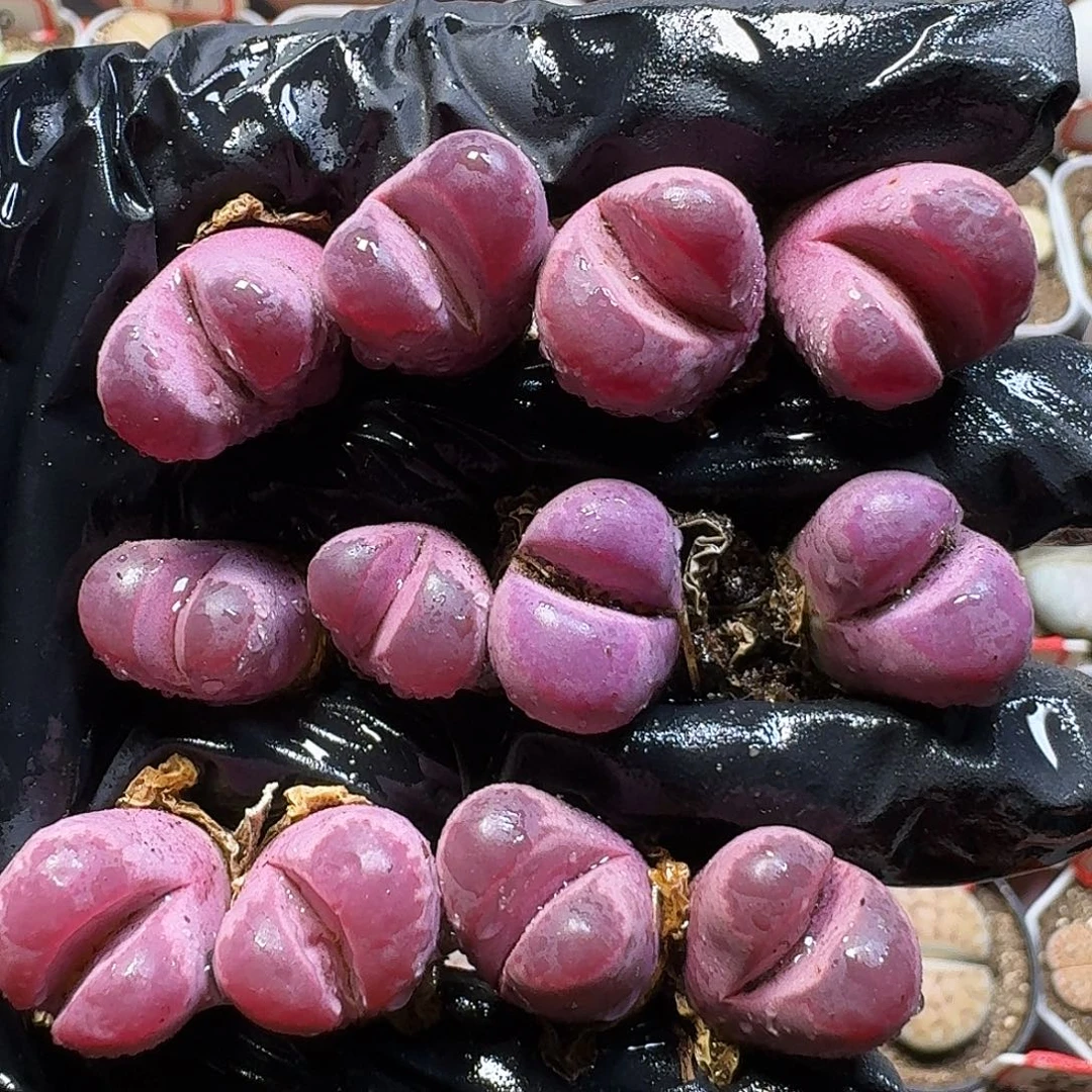 生石花111111。  163