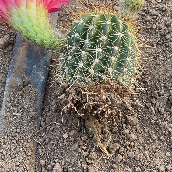 @**?清清3-444根仙人球1