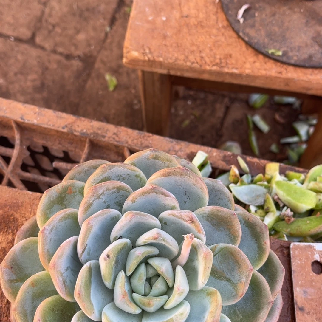 石***妮12级福利整装无砍