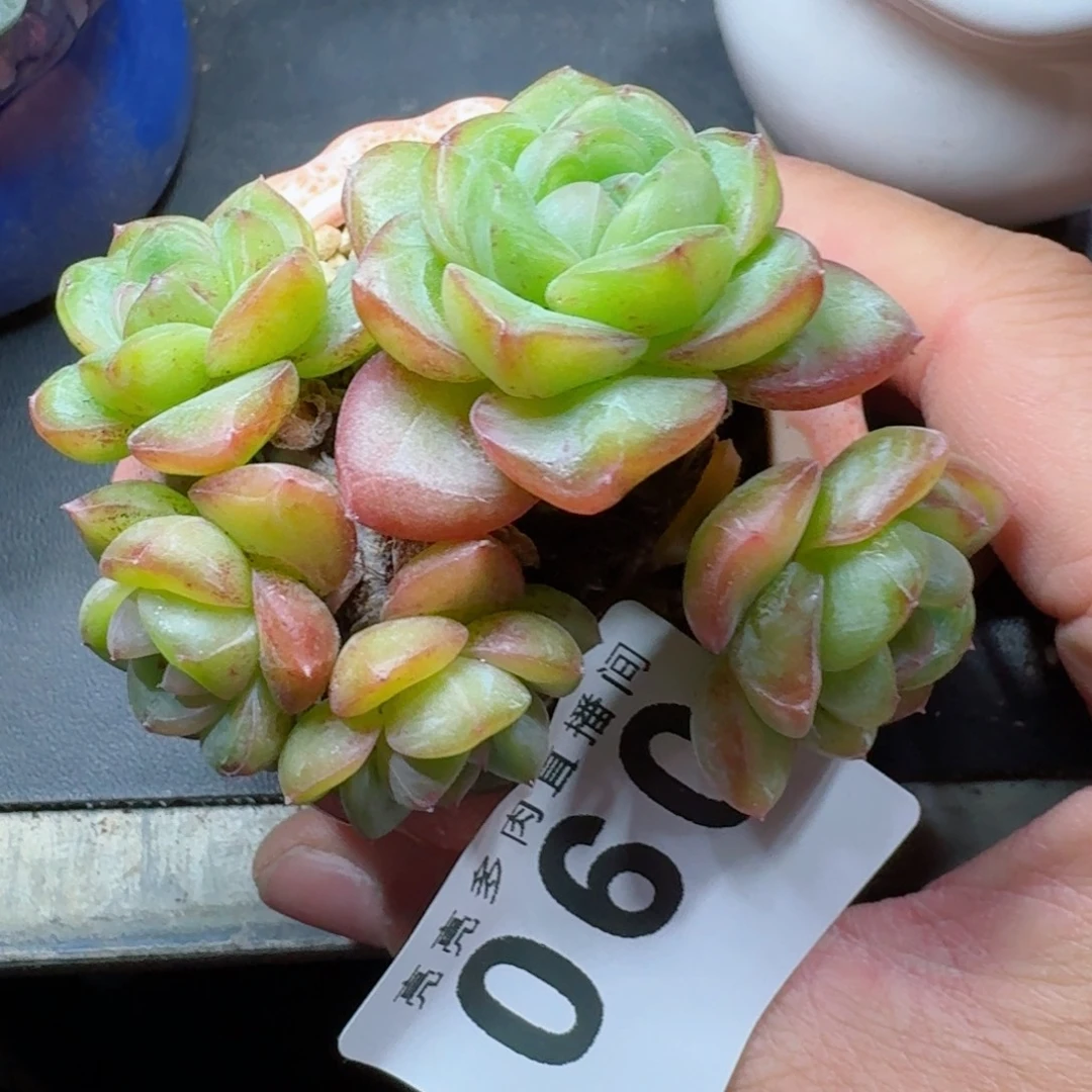 星星珍妮群生          摇身一变高富帅，一夜暴富动作快