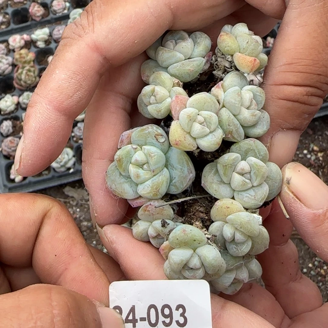 小卡拉米糖心一物一拍