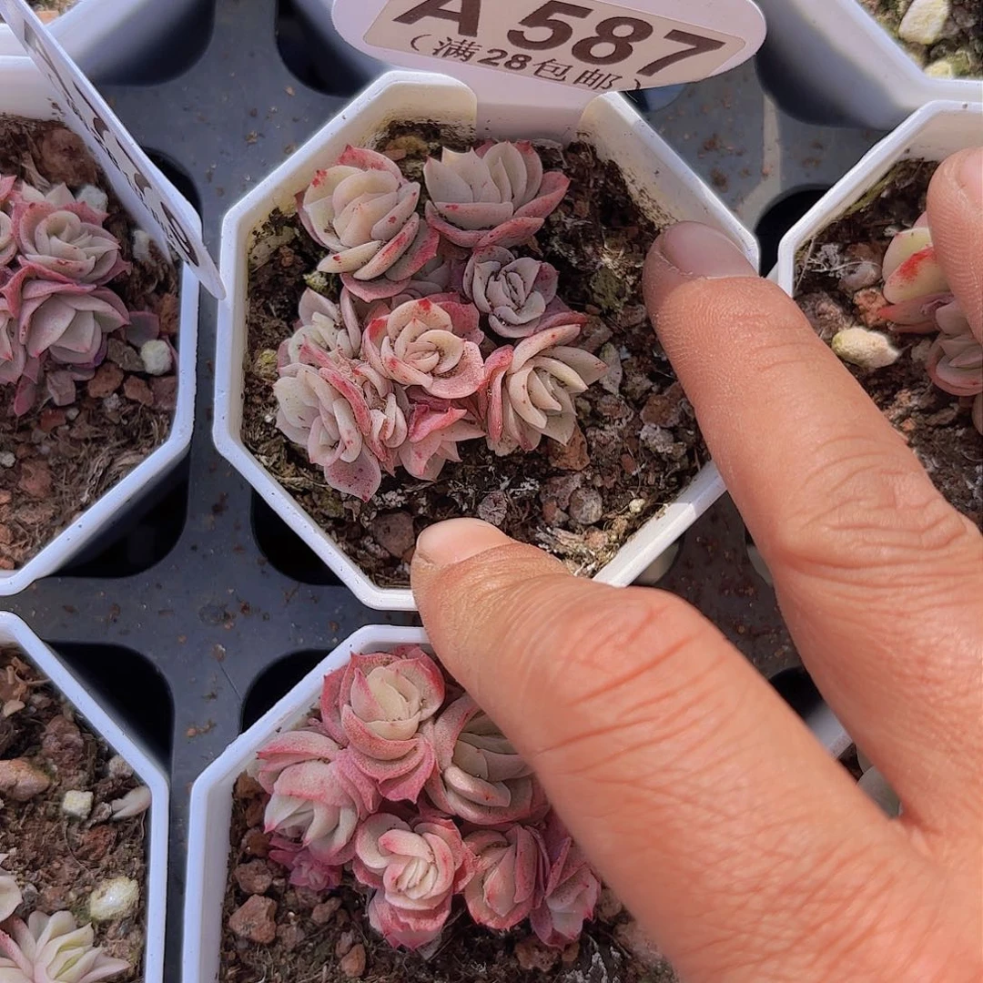 A587冰玫瑰锦一物一拍