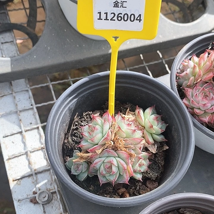 h****31126004 不包整麦杆选拍