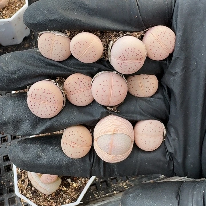 生石花1111。     217