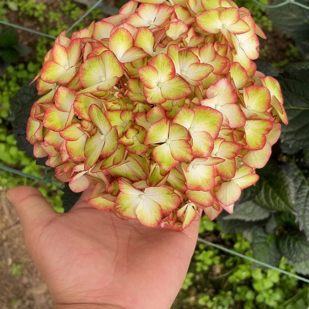 绣球切花一物一拍3枝起包邮,5