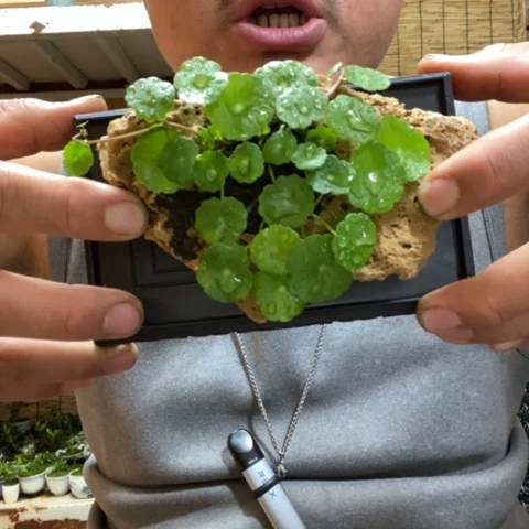 红陶一物一拍所见即所得98