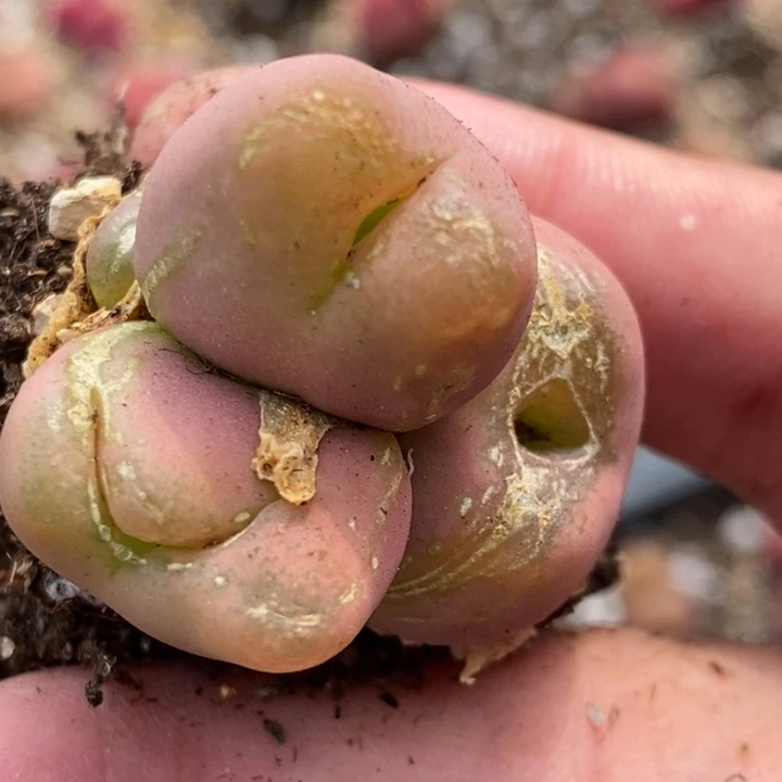 1343有伤一颗一颗