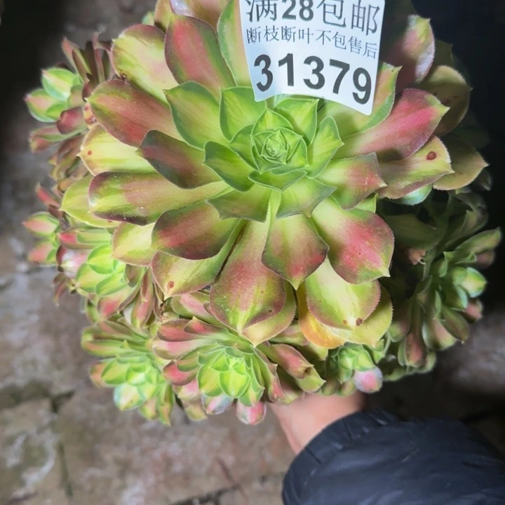 31379韶华不包段枝