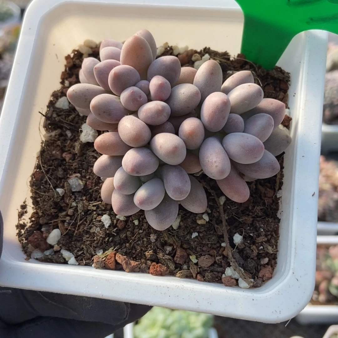 1033粉色恋人多肉植物