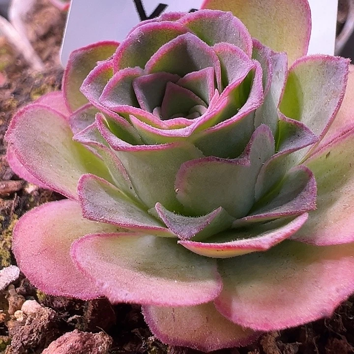 杨608 不知名捡漏