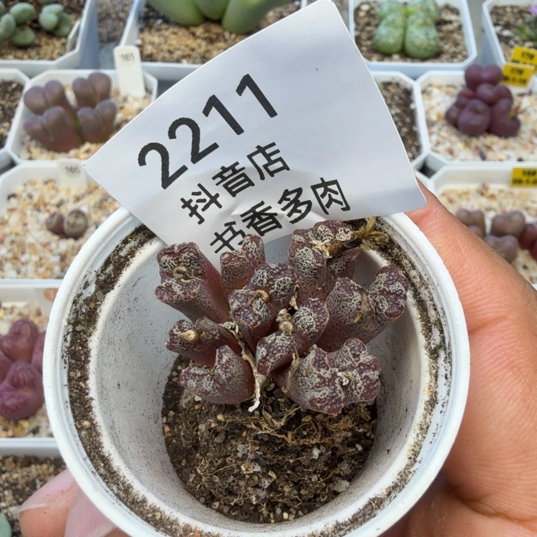 轻***L多肉。