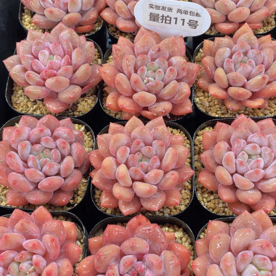 量拍11号 全状态奶油半夏单头一个