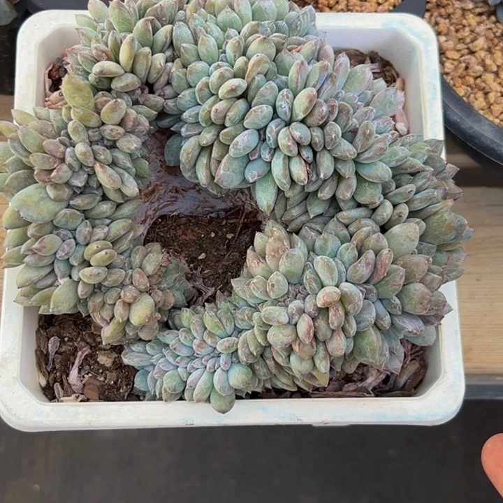 琥珀套 星影 星影 星影