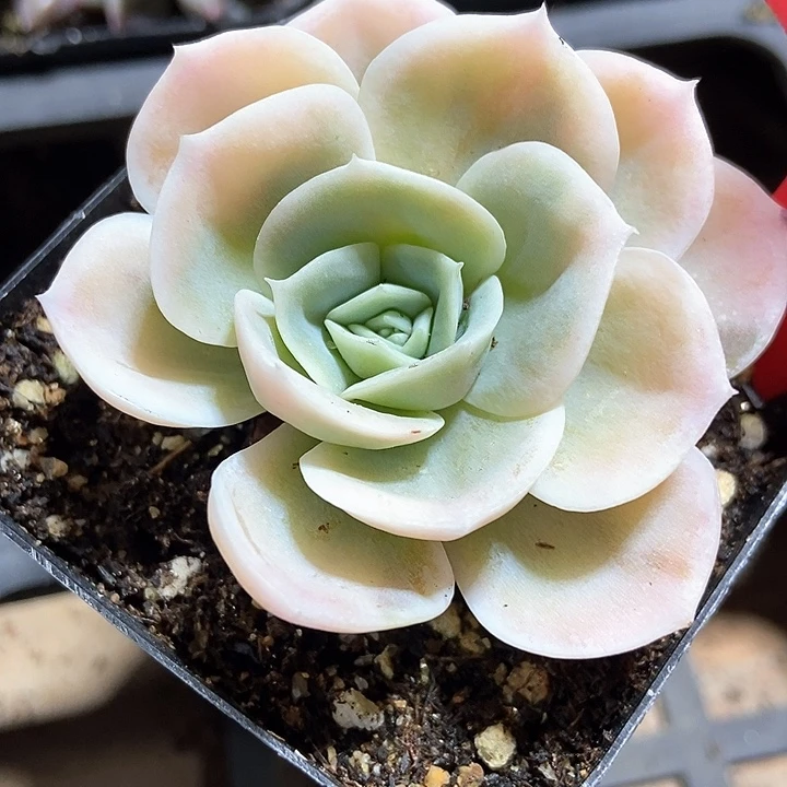 多肉植物蓝色惊喜135