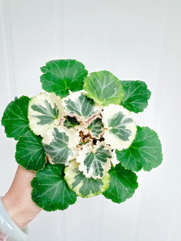 七变化桌摆小绿植盆栽观叶植物虎耳草