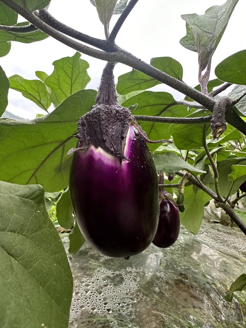 贵州露天种植紫圆茄新鲜现摘小圆茄 产地直发