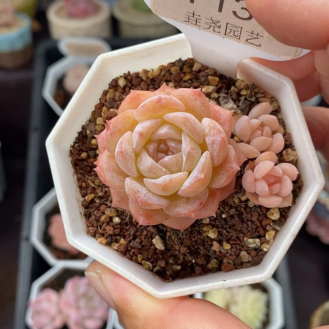 0139 蜜境 单头 3.5cm