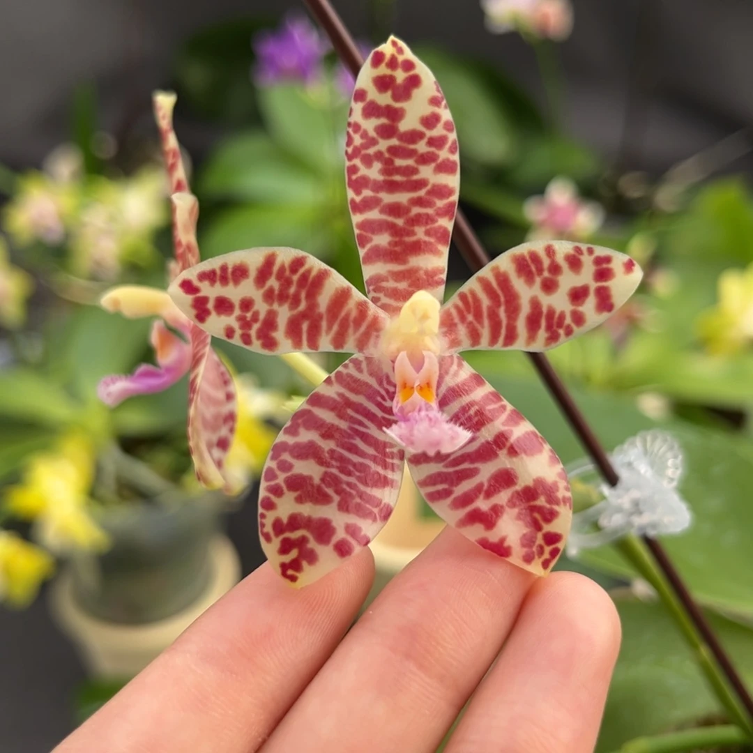 完全开放2.5寸小行星交象耳开花株