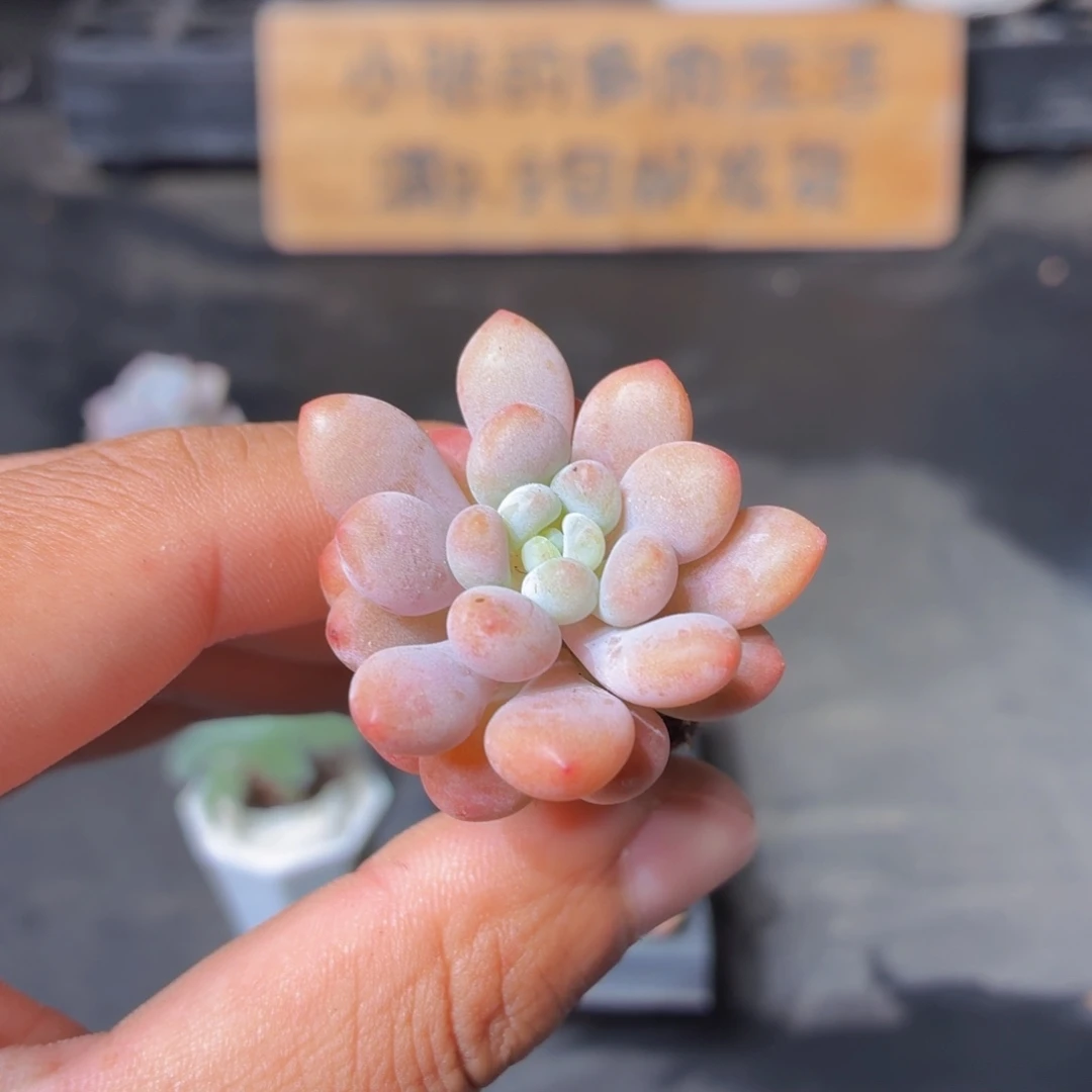 洛可可多肉9.9包邮发货