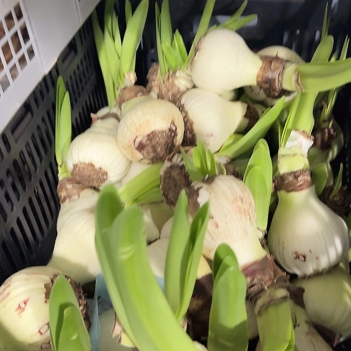 双喜7.5公分进口球