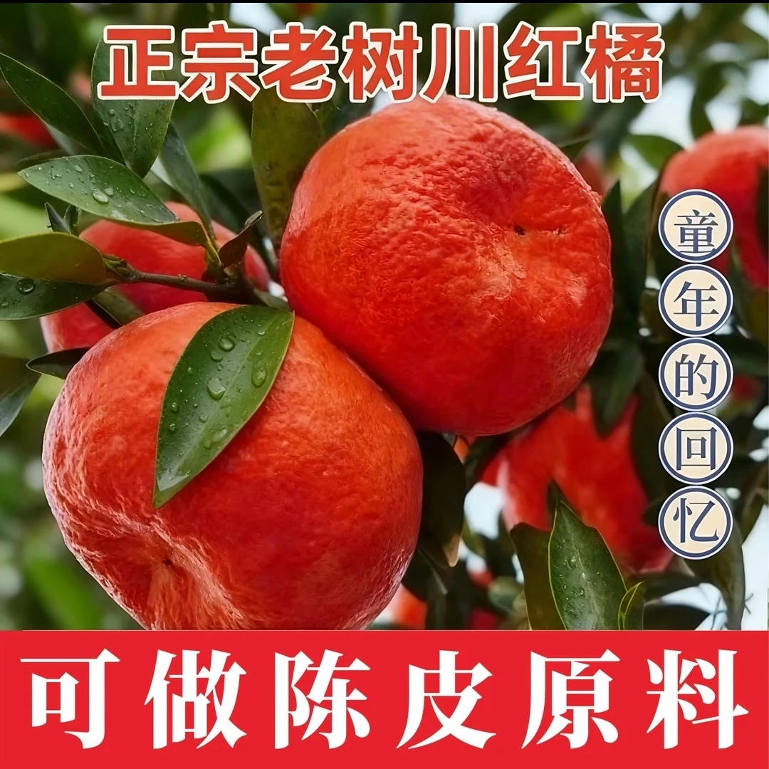 四川正宗川红橘树苗老品种皮薄可作川陈皮原料原生苗
