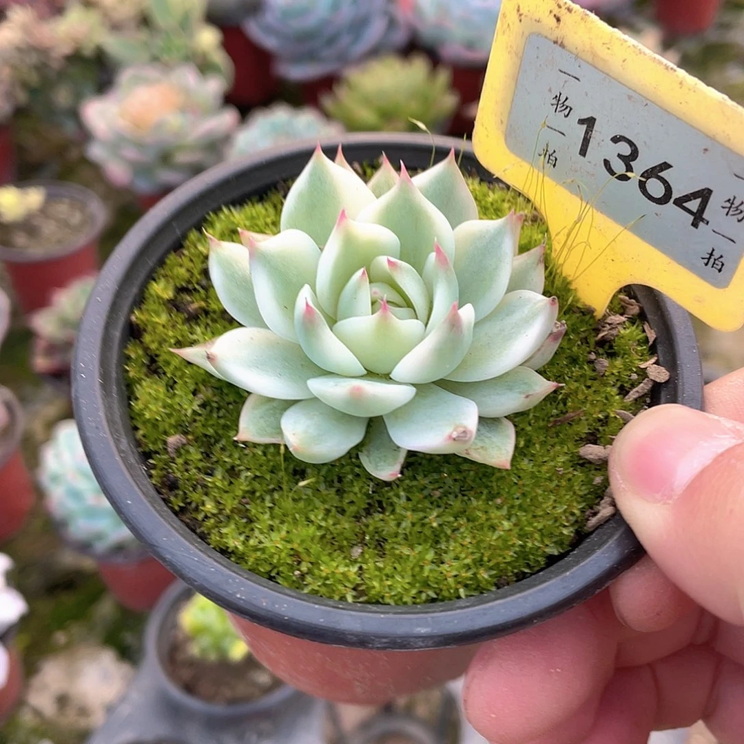 榴***莲1364号多肉植物盆栽