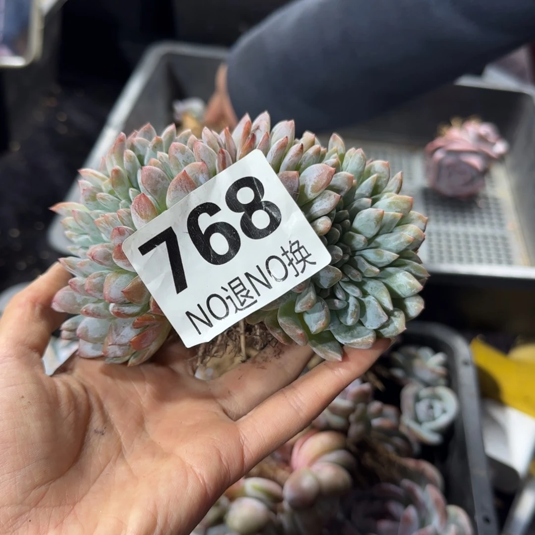 叶插缀化一物一拍768