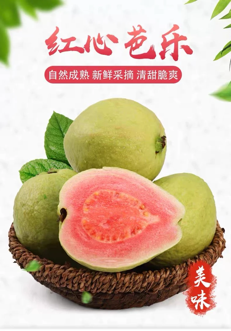 广西现摘清脆爽口照片红心芭乐高维C新鲜应季水果红番石榴