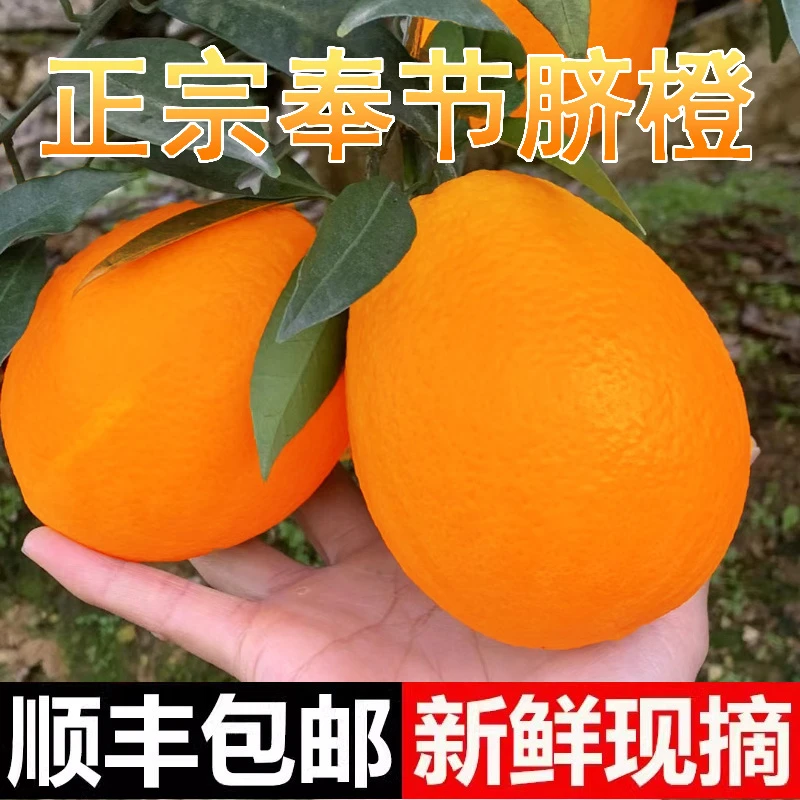 正宗重庆奉节脐橙 纽荷尔 福本 圆红 72-1 伦晚 应季橙子顺丰发货