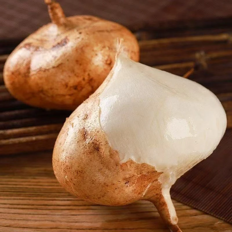 牧马山地瓜种子白地瓜种子凉薯沙葛正品地瓜籽脆甜地瓜种子春夏种