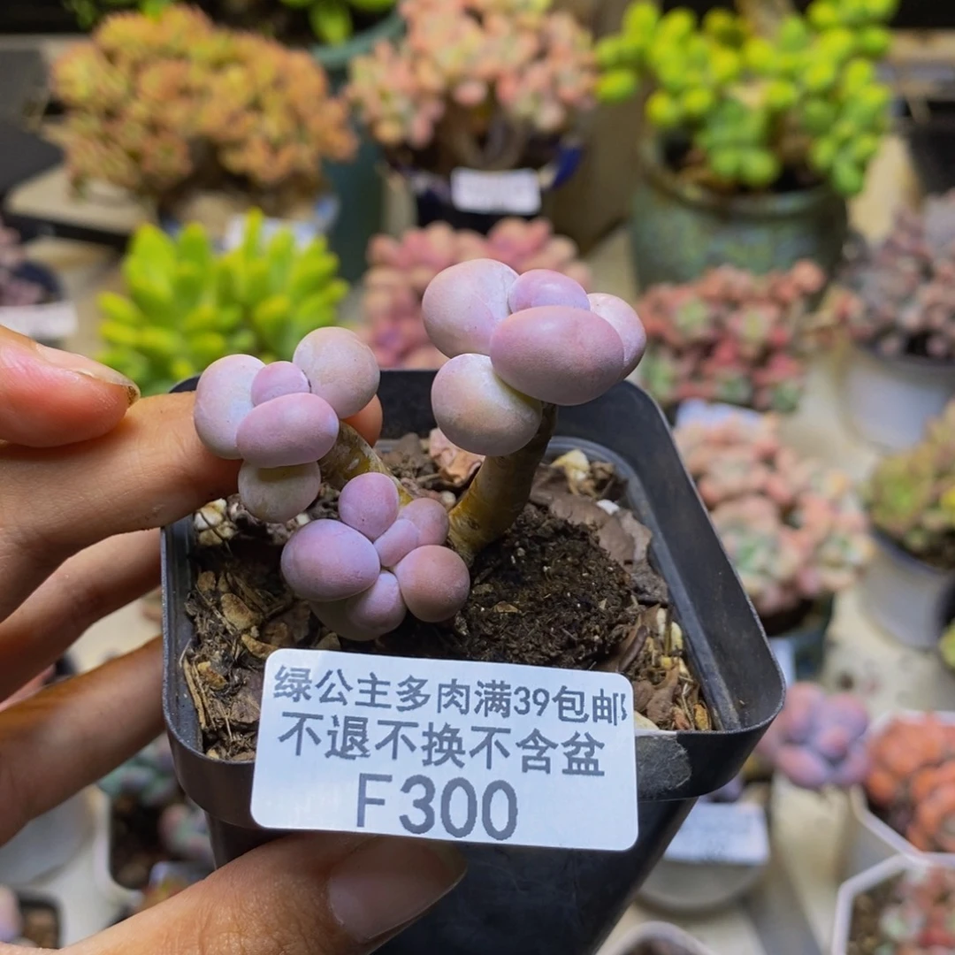 300橙奶多肉肉4cm