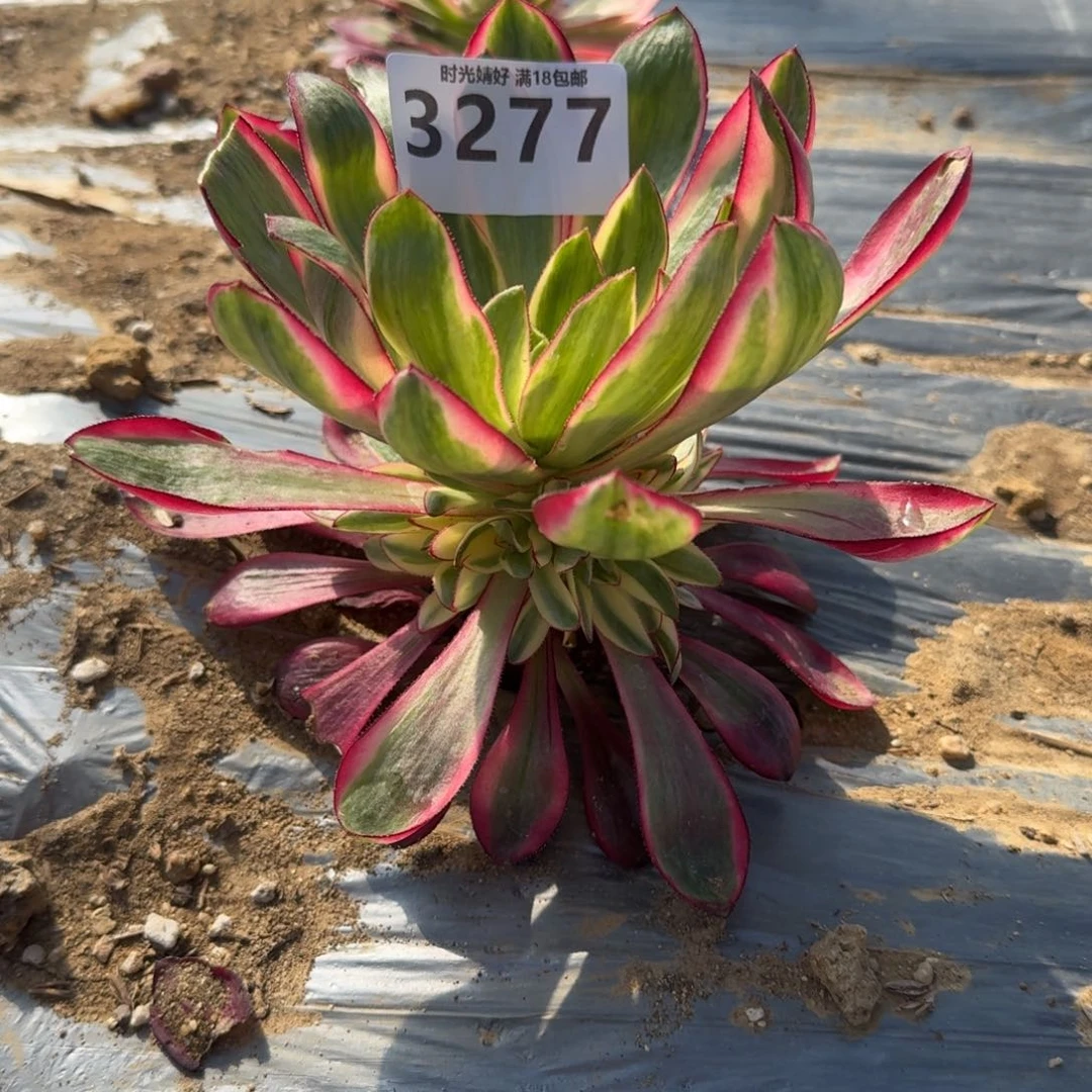 3277烈焰多肉植物