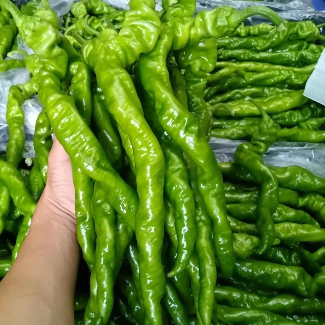新鲜采摘薄皮特辣螺丝椒农家自种产地直发