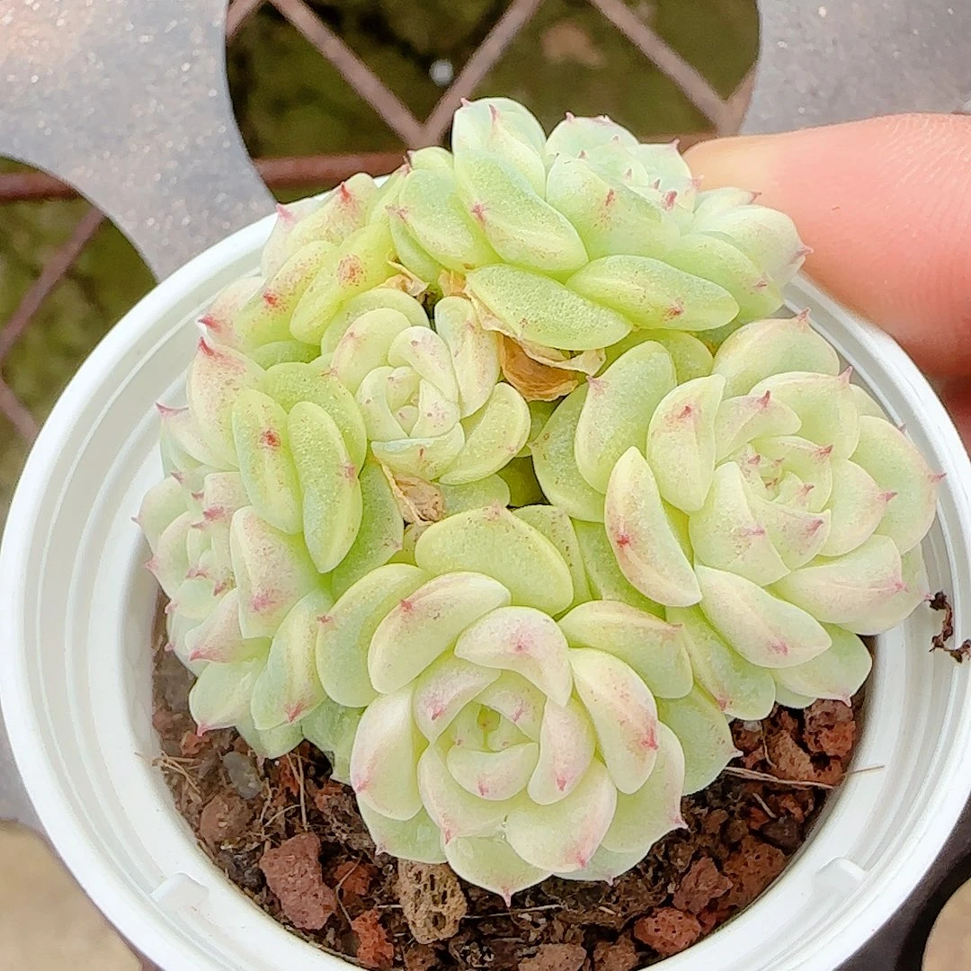 【闪购商品】1027-101（xx-54）优选