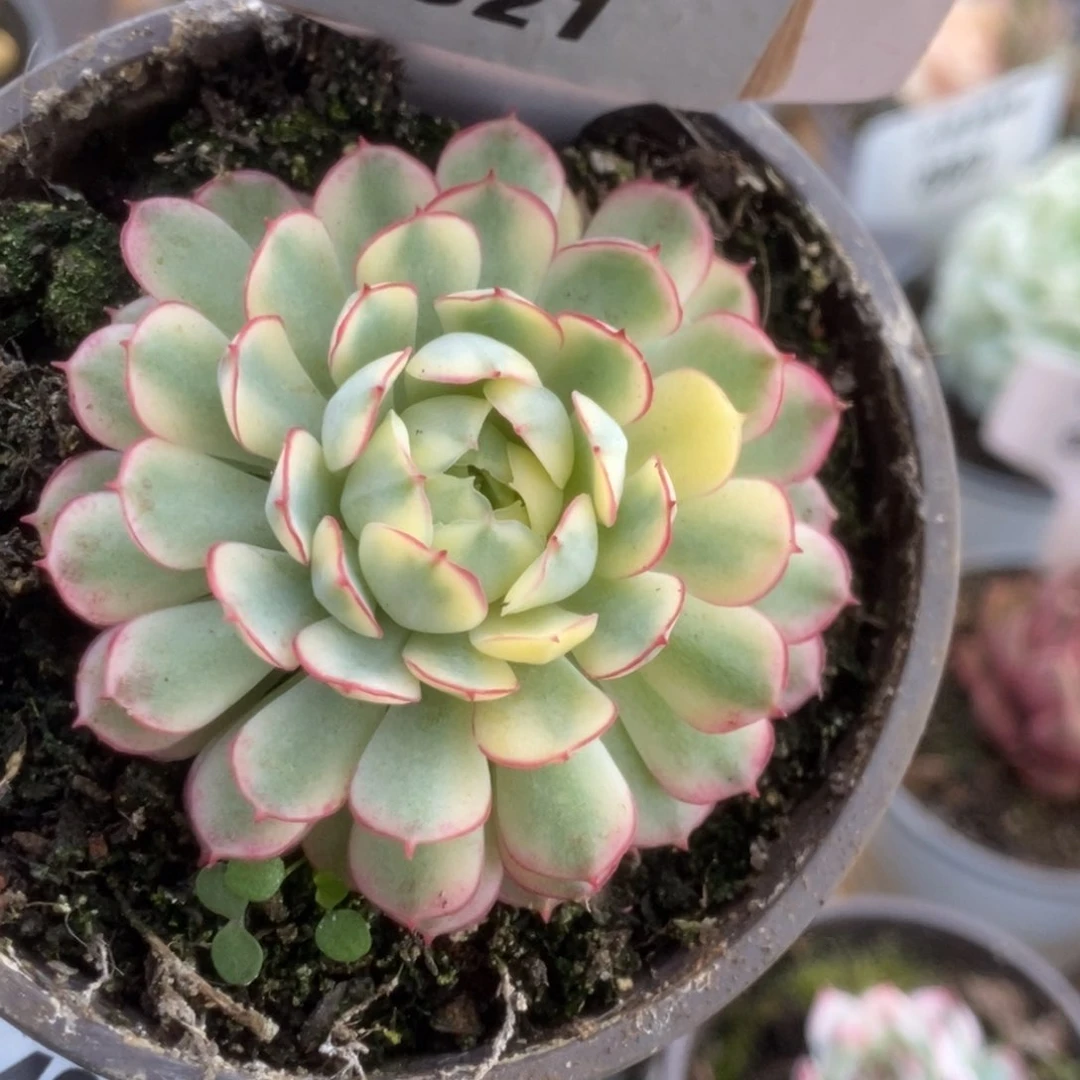 521黄覆轮梦幻玫瑰锦